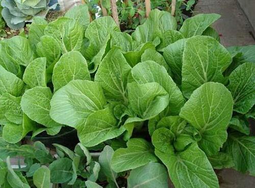 配送品种：大芥菜