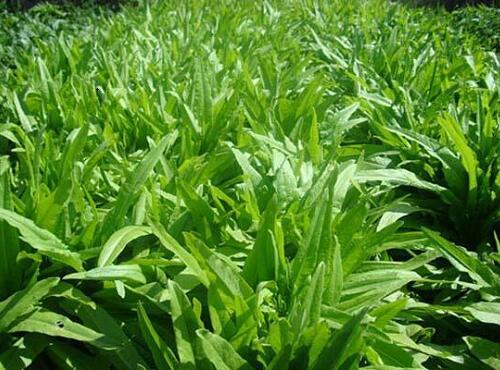 蔬菜品种：油麦菜