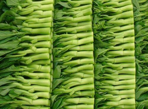 蔬菜品种：芥兰