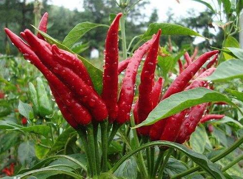 蔬菜品种：朝天椒