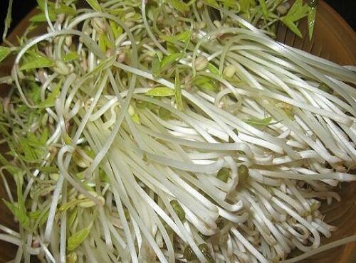 蔬菜品种：绿豆芽