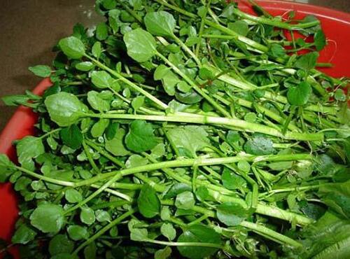 蔬菜品种：西洋菜