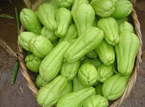 瓜果类蔬菜：佛手瓜
