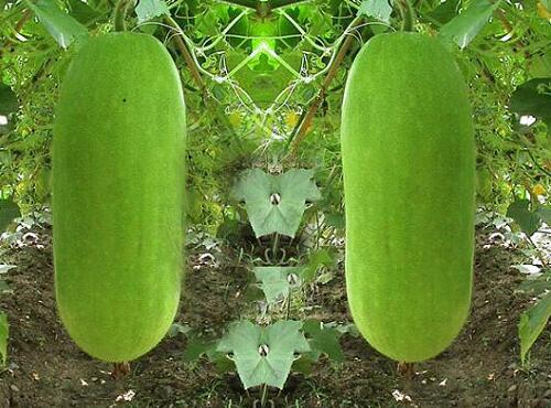 果蔬配送：节瓜