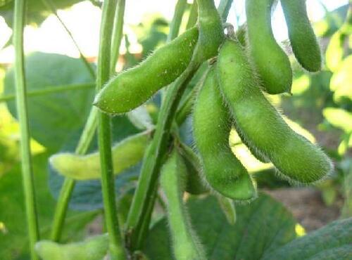 蔬菜品种：毛豆