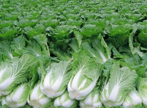 蔬菜品种：大白菜