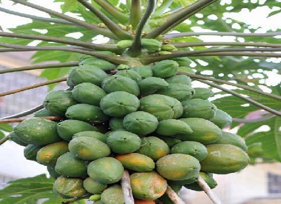 果蔬配送：木瓜