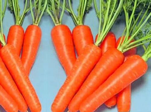 蔬菜品种：红萝卜