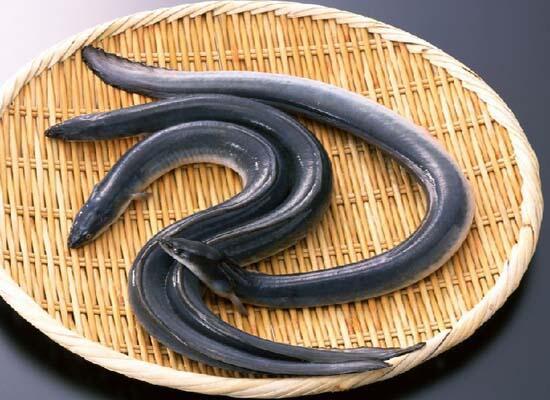 海鲜品种：小白鳝