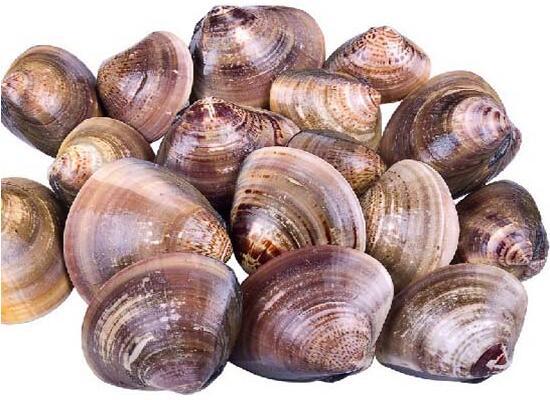 鲜活水产品：生河蚬