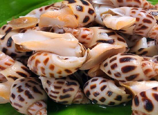 新鲜水产海鲜：花螺