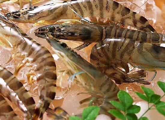 鲜活水产类：濑尿虾/皮皮虾