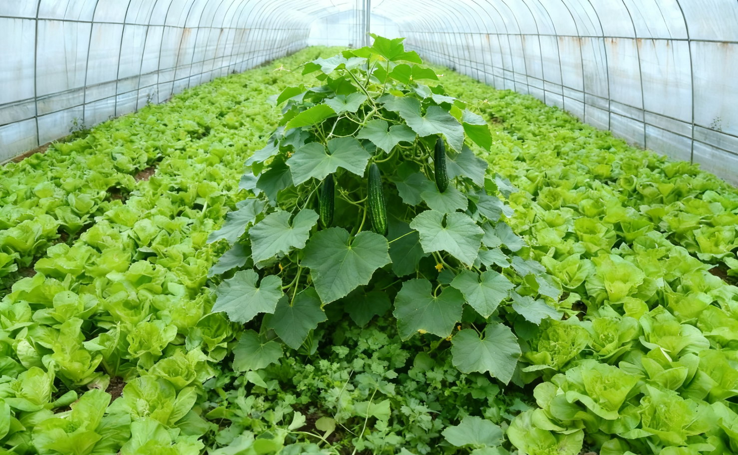 厦门蔬菜批发基地