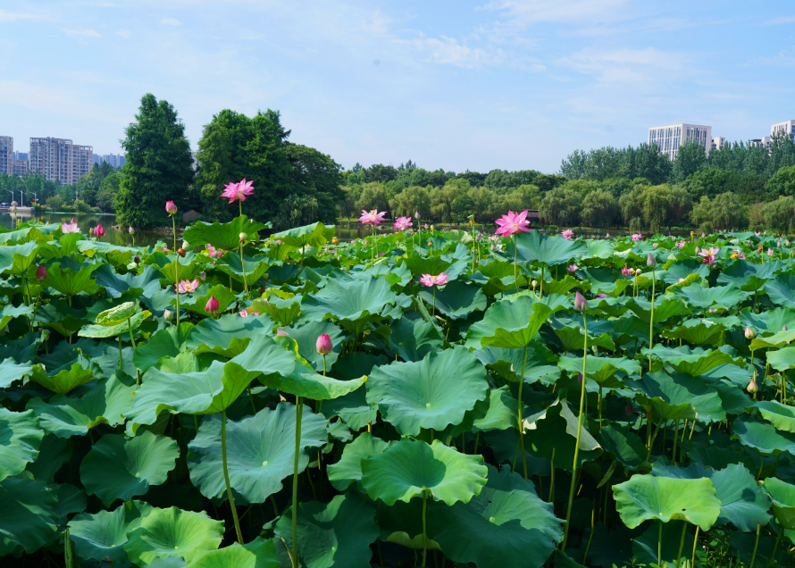 蔬菜配送公司与您分享夏季养生诀窍