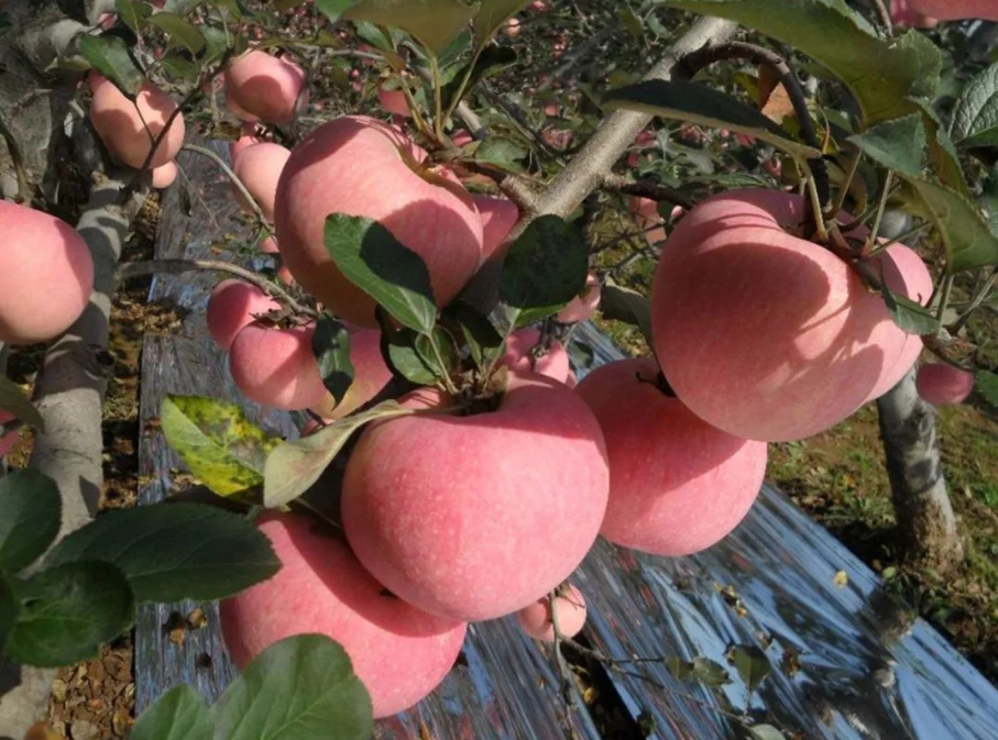 农产品配送公司为您报道：来自陕西千阳苹果的故事