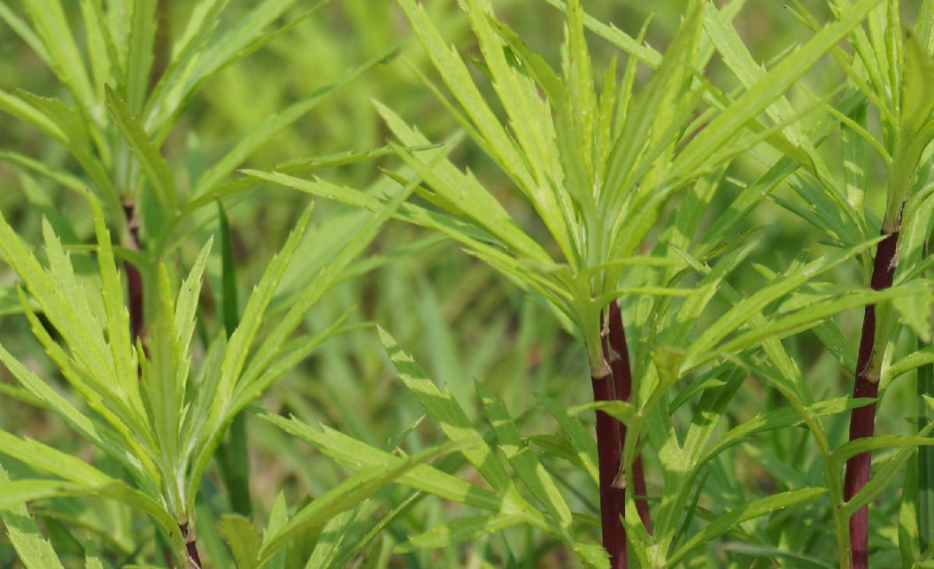 惠州农产品配送中心浅谈:藜蒿的功效与禁忌
