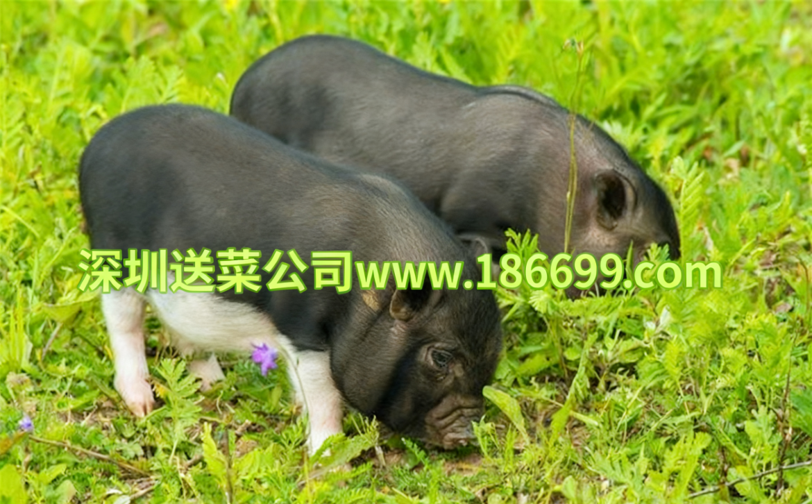 深圳送菜公司分享:冬季养猪增肥秘籍