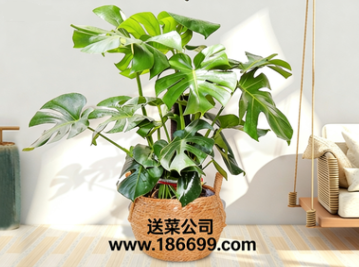 东莞蔬菜批发部与您分享：室内盆栽顶流“龟背竹”