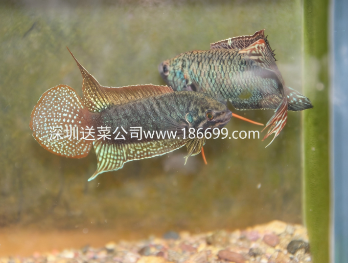 1764671039.png 微信图片_20251202180433_233_35.png