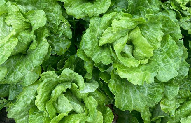 深圳送菜公司为您讲解：为什么绿叶蔬菜不宜长时间焖煮？