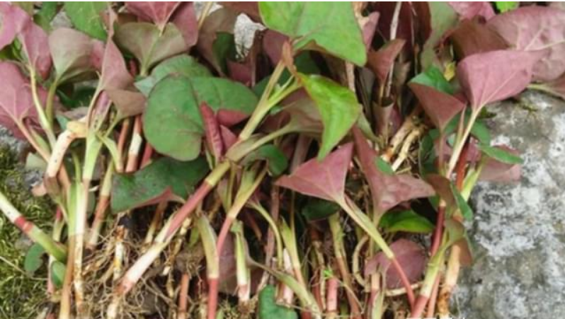 东莞食材生鲜配送中心与您分享：鱼腥草的神奇功效！