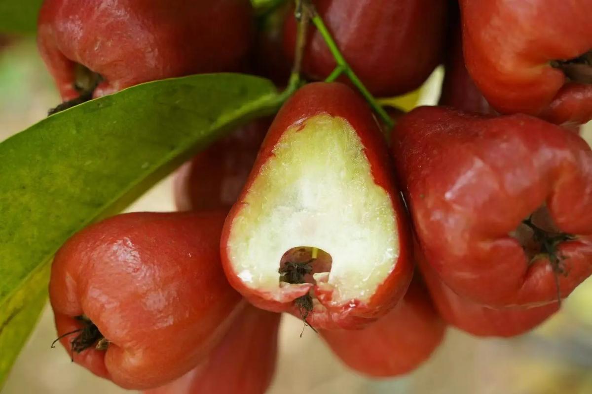 莲雾的营养价值你知道哪些?