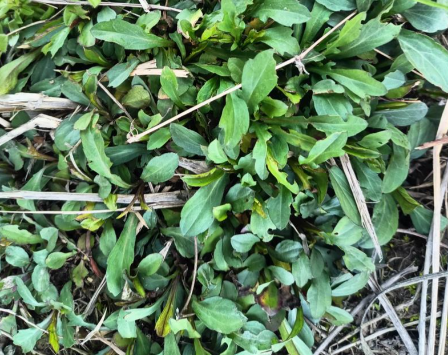 药食同源的野菜马兰头你知道多少？深圳生鲜配送公司为您科普