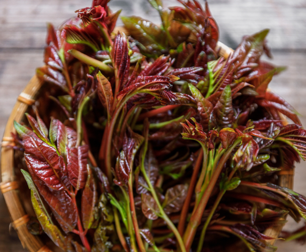 香椿为什么有人爱死有人嫌？