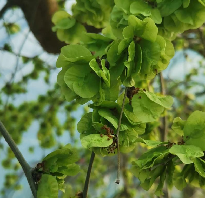 能吃的树上铜钱——榆钱