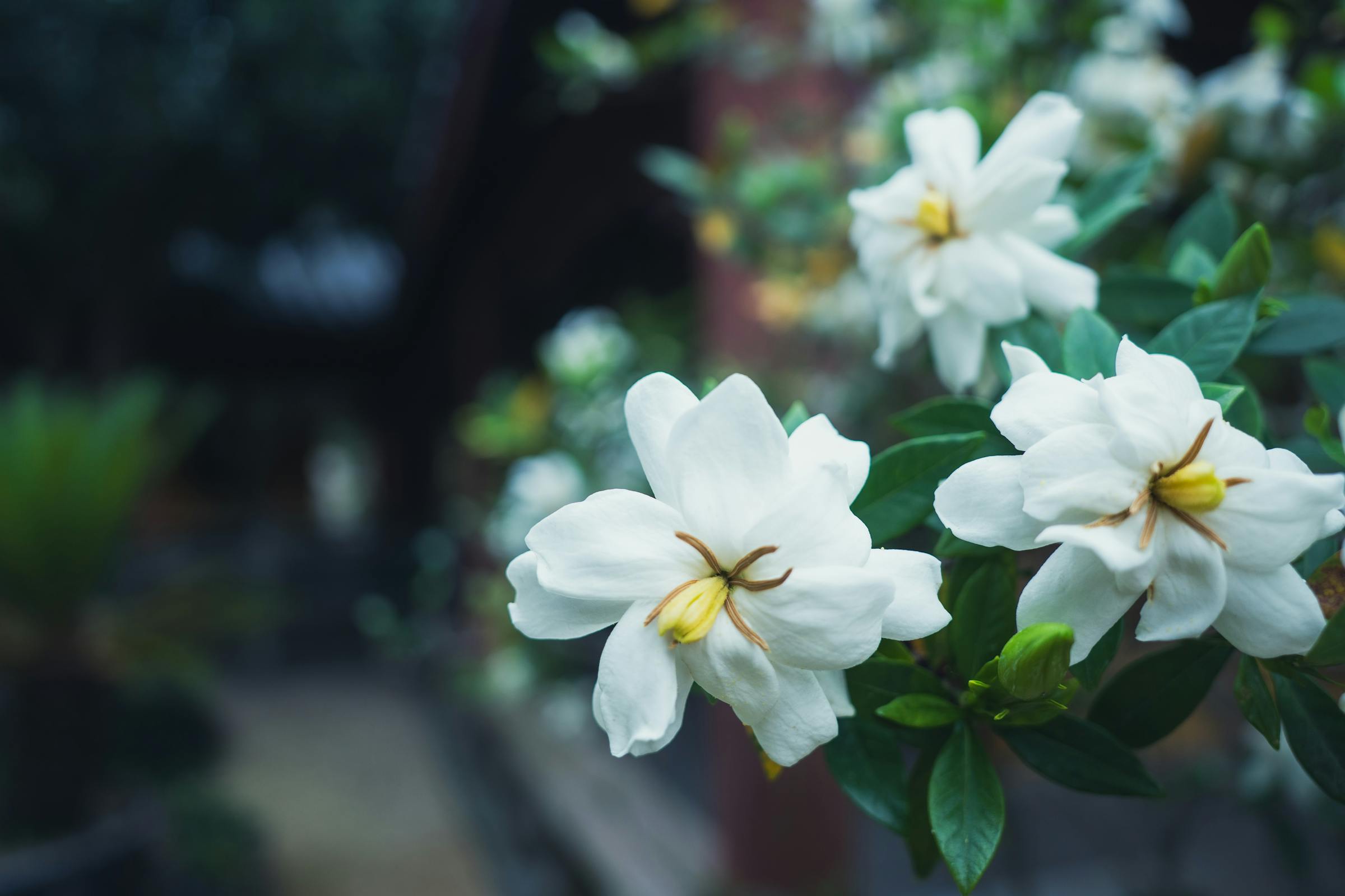 从观赏到药膳的营养之花——栀子花